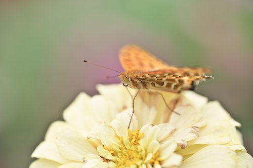 EF100 F2.8L macro IS
