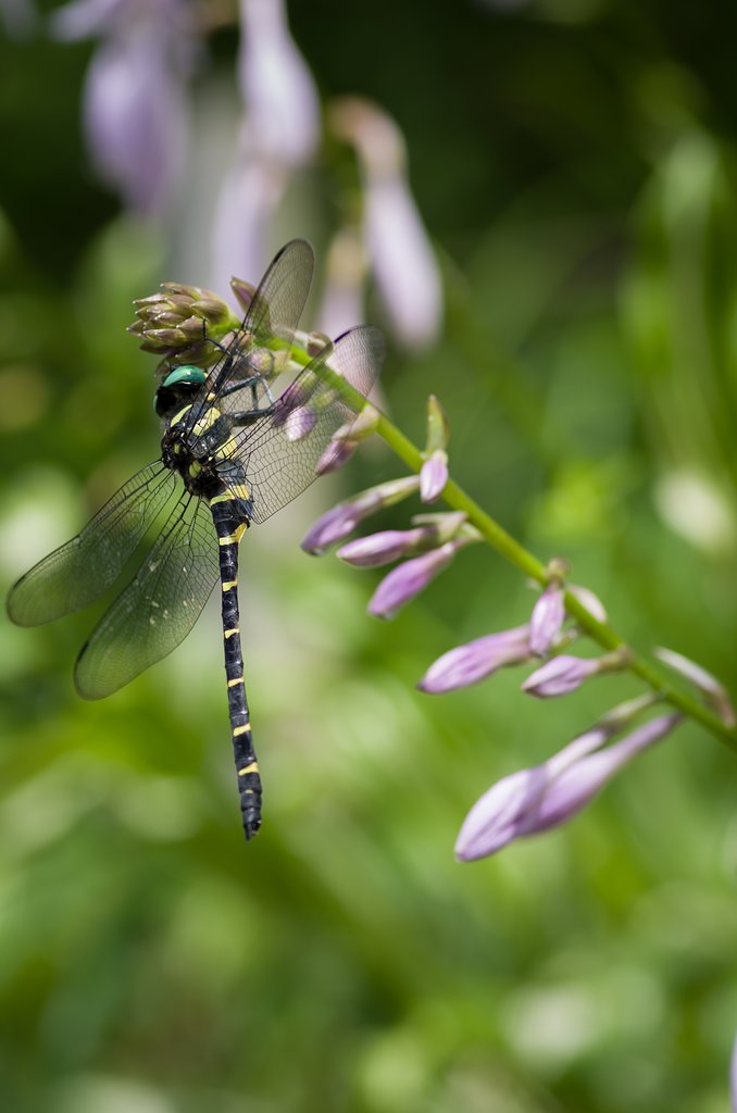 PENTAX-D FA MACRO 100mmF2.8 