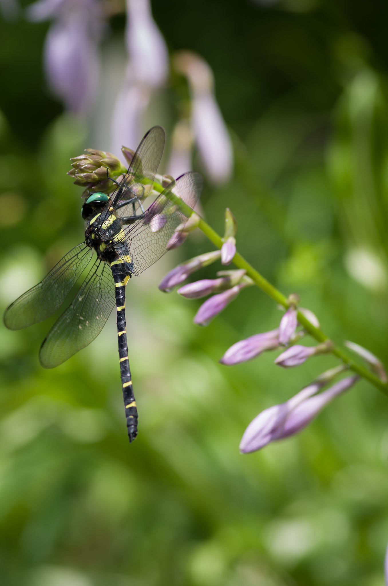 PENTAX-D FA MACRO 100mmF2.8 