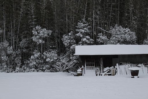 初雪