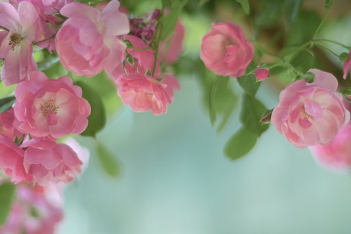 コシナ　55㎜F1.2