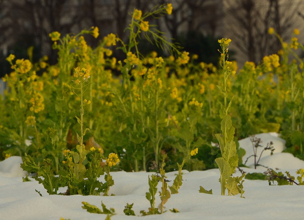 菜の花と雪