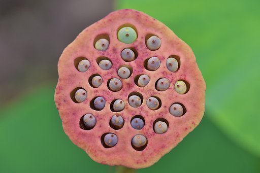 どなたが先に飛ぶのか