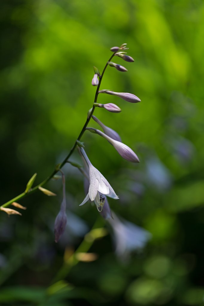 EF100mm F2.8 L MACRO IS USM 
