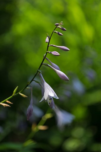 EF100mm F2.8 L MACRO IS USM 