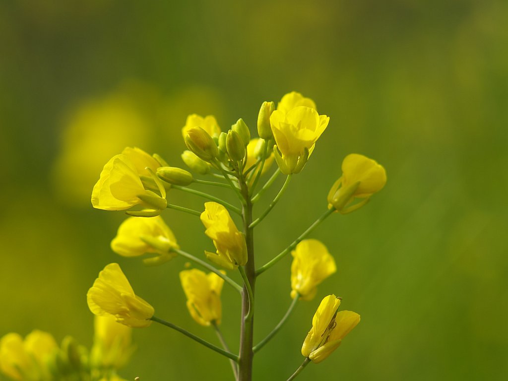 菜の花