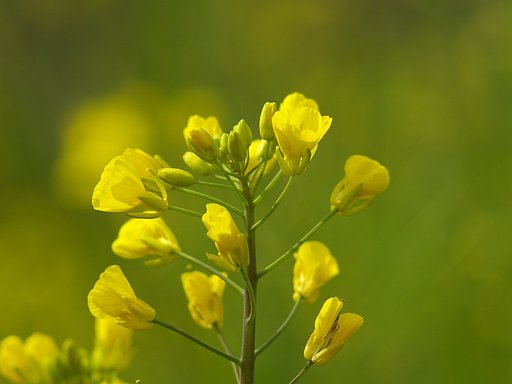 菜の花