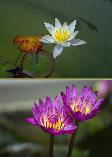 白睡蓮と赤睡蓮