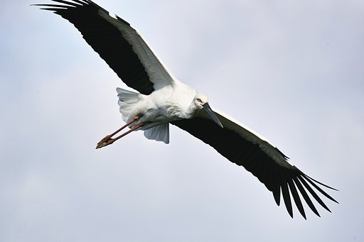コウノトリ