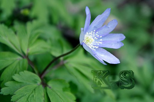 菊咲一輪草