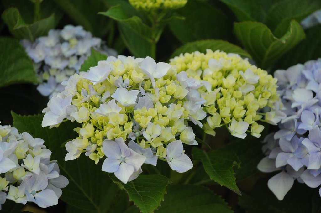 紫陽花