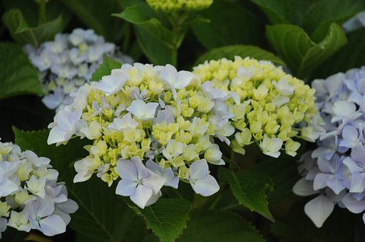 紫陽花