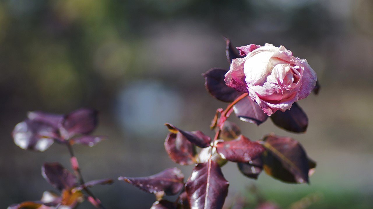 寒の薔薇