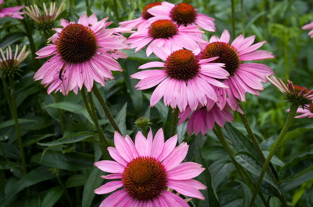 SIGMA 17-70mm F2.8-4 DC MACRO 