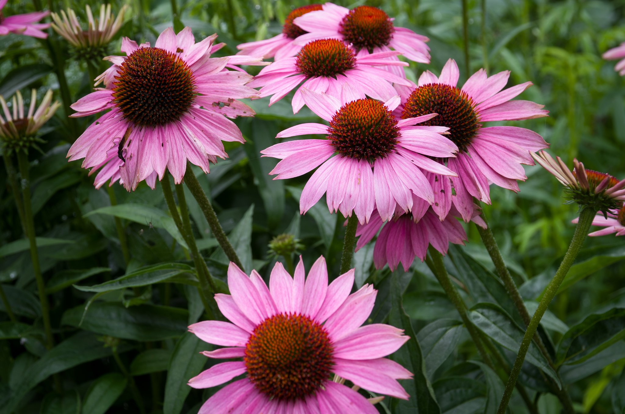 SIGMA 17-70mm F2.8-4 DC MACRO 