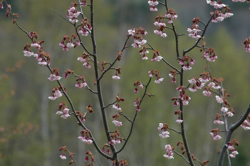 白樺背景に