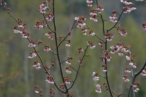 白樺背景に