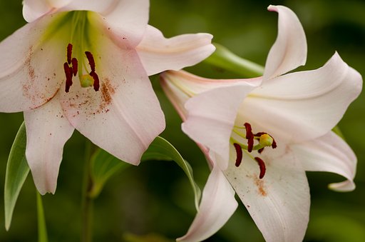 PENTAX-D FA MACRO 100mmF2.8 