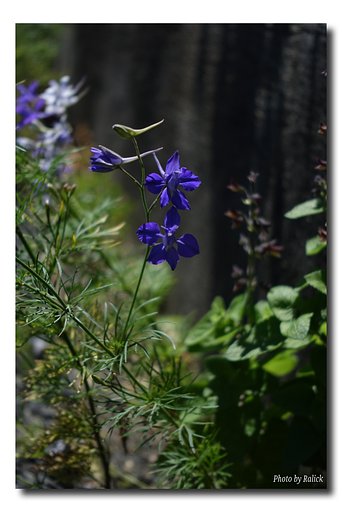 路肩の花
