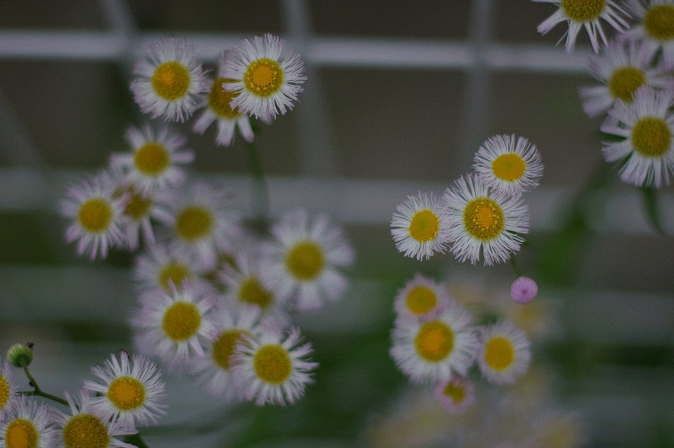 泥沼の入り口は花畑