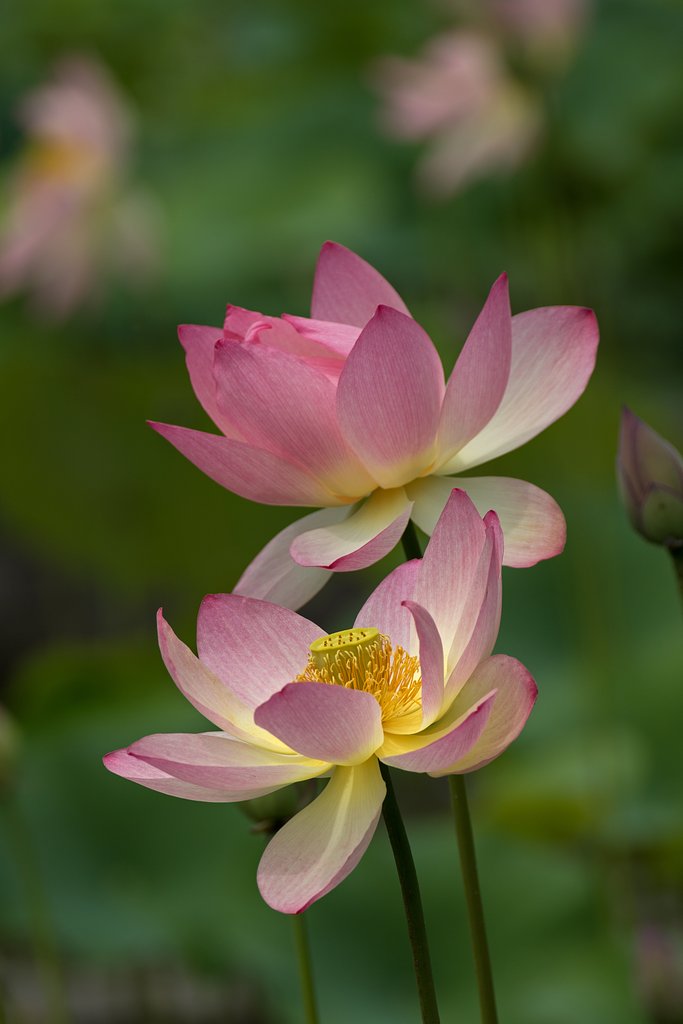 EF100-400mm F4.5-5.6 L IS USM