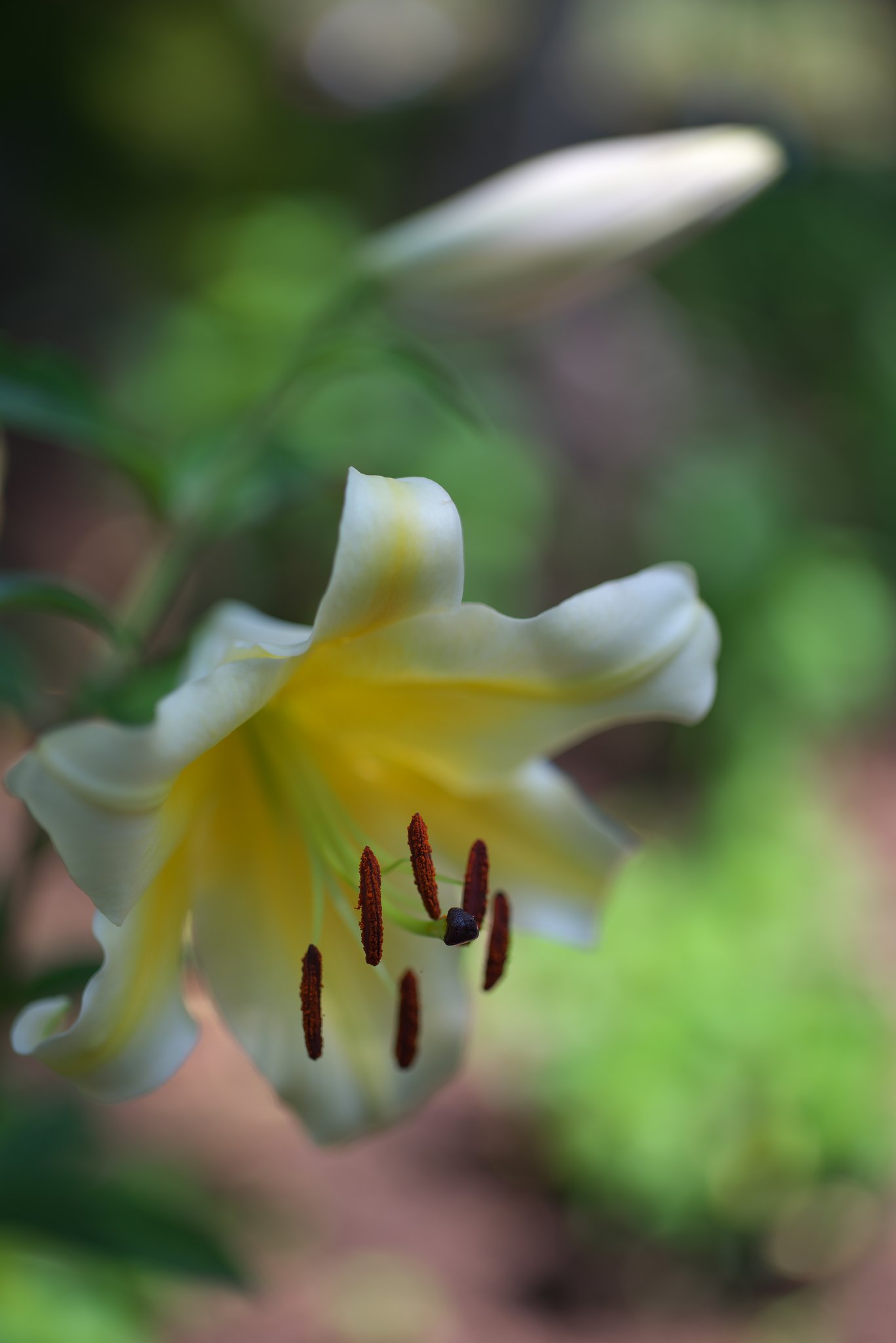 Otus 55mm F1.4 ZF2