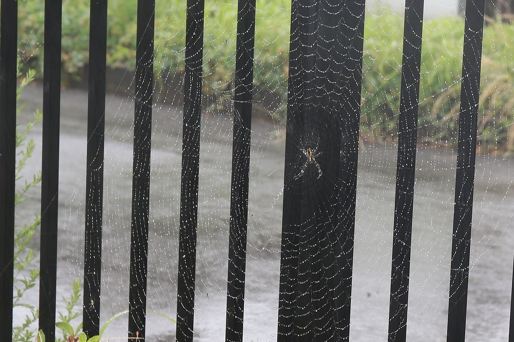 【広がり】目いっぱい雨