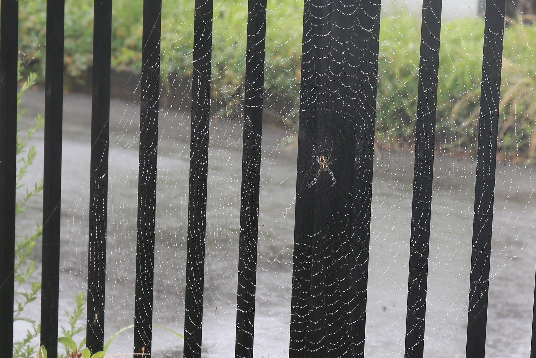 【広がり】目いっぱい雨