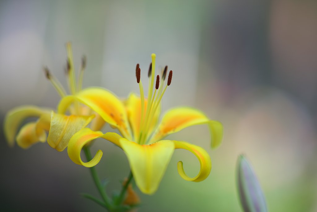 Sonnar 135mm F1.8 ZA