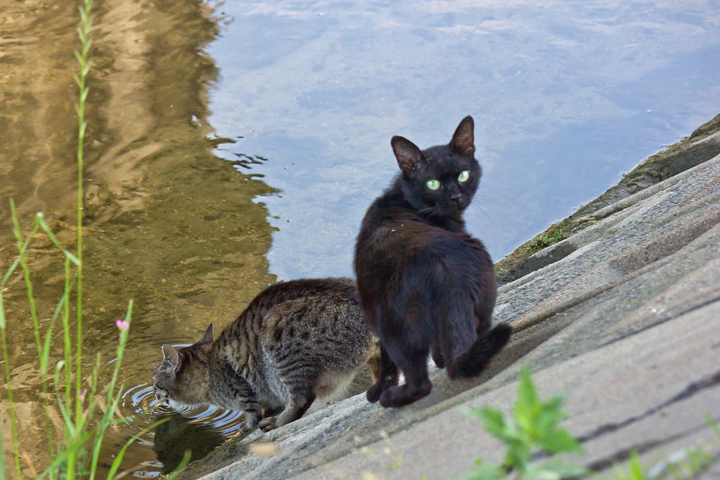 黒とキジ
