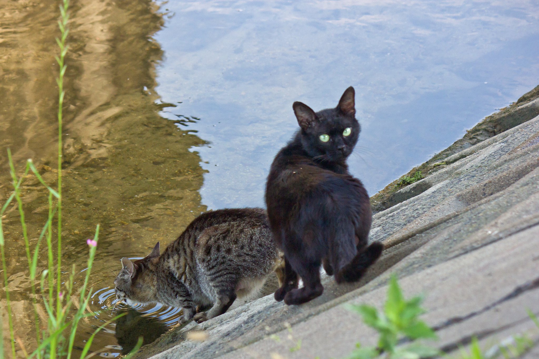 黒とキジ