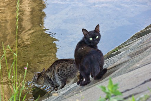 黒とキジ