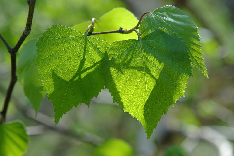 白樺透過する緑