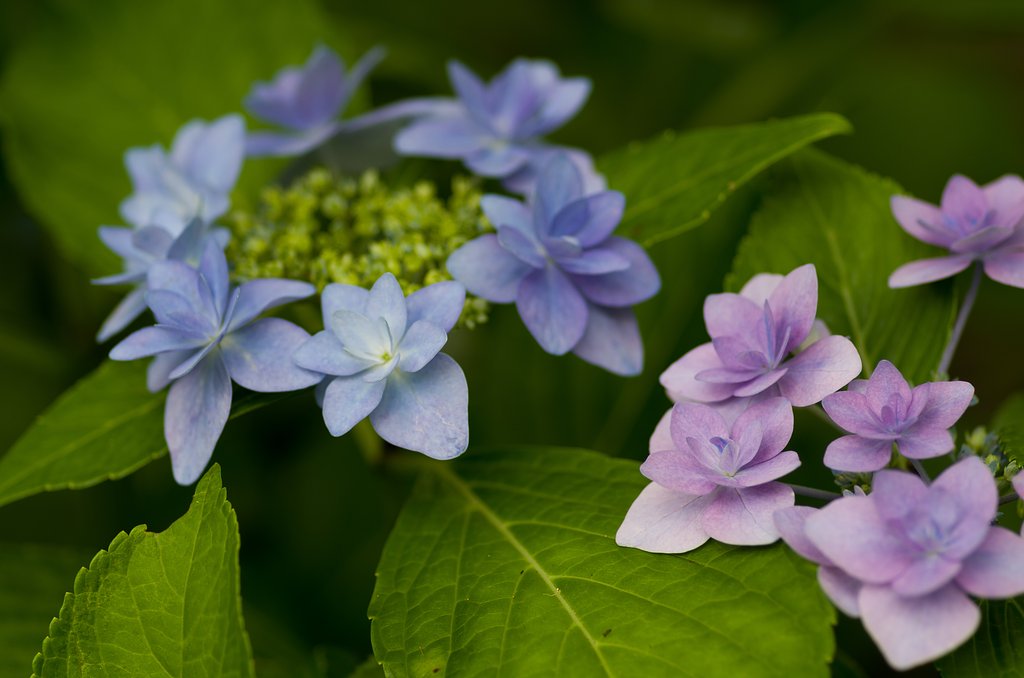PENTAX-D FA MACRO 100mmF2.8 