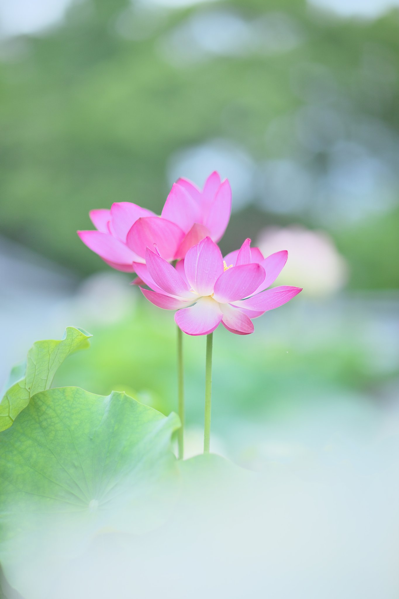 極楽浄土