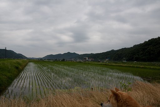 梅雨の小雨が。