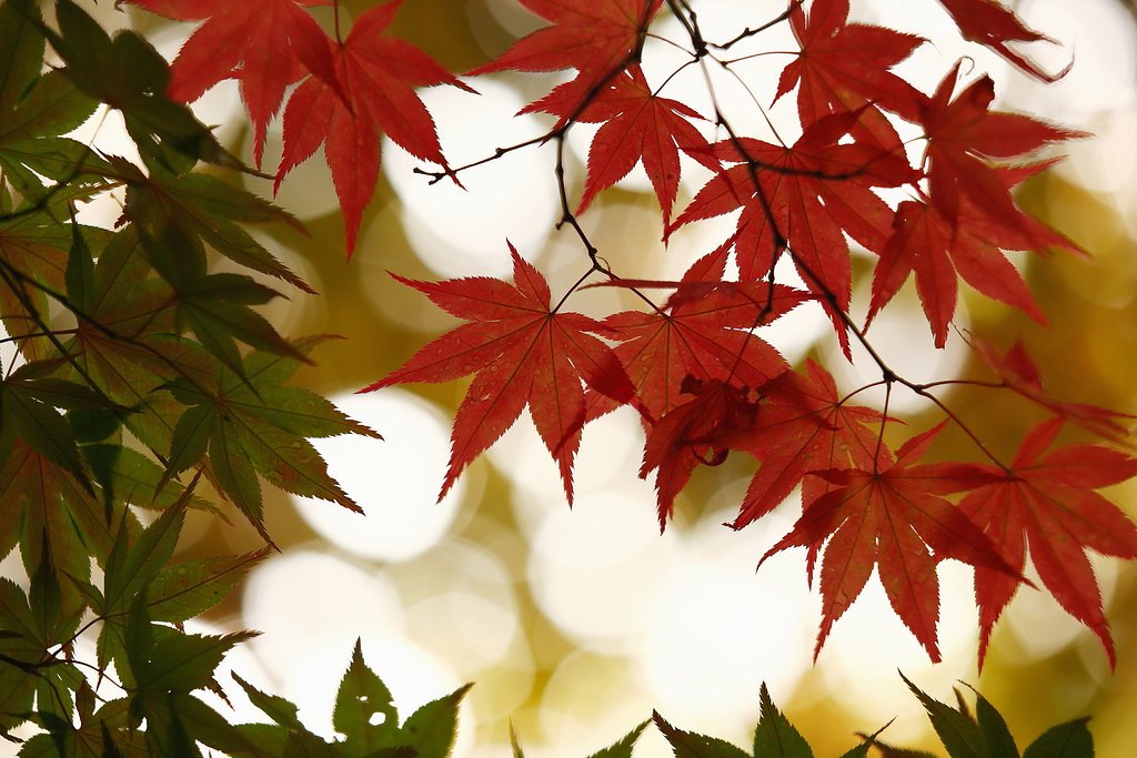 梅雨でも紅葉