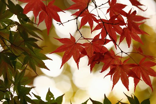 梅雨でも紅葉