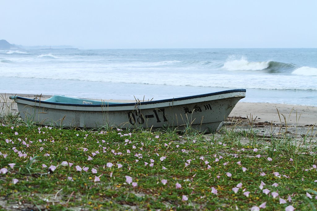 【フリー】浜昼顔の咲く浜辺