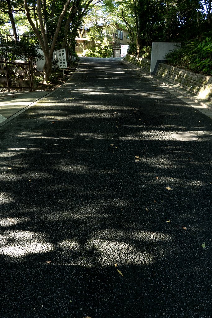 木漏れ日の足跡