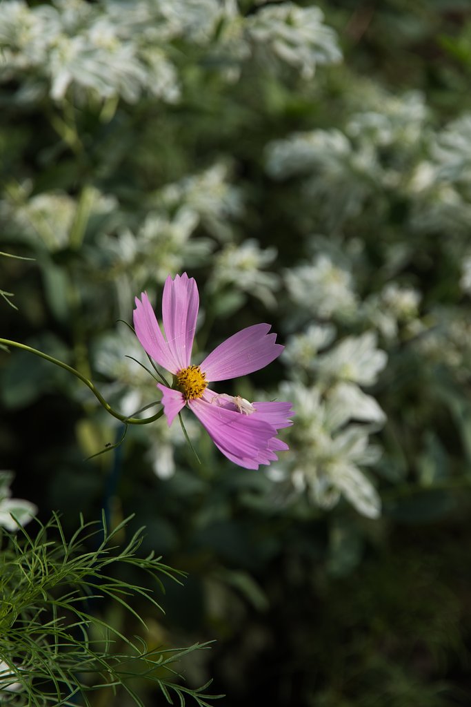 EF-S 15-85mm F3.5-5.6 IS USM