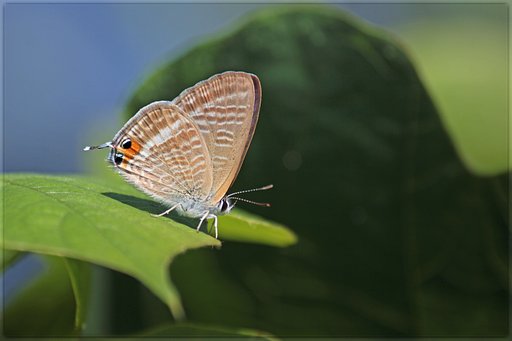 ウラナミシジミの頃