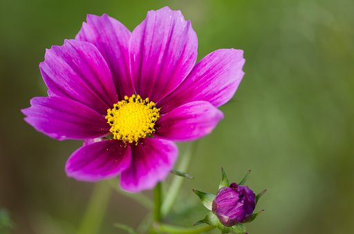 PENTAX-D FA MACRO 100mm F2.8 
