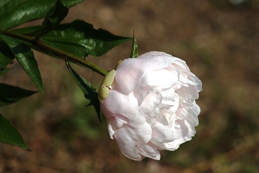 白い芍薬