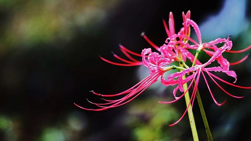 彼岸花