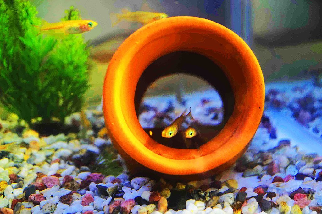 およりください！！