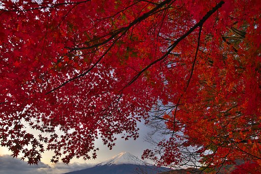 11月18日の写真