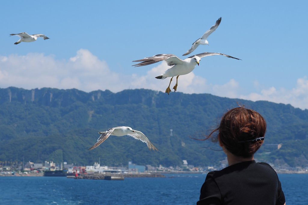 追っかけ