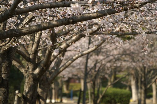 230mm　SIGMA 50-500mm F4-6.3