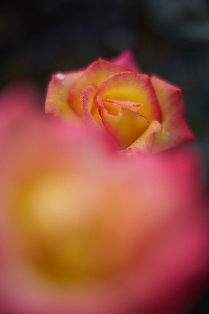 KERN-MACRO-SWITAR 1:1.8/50 AR